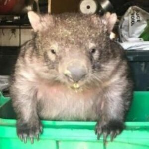 Profile photo of Wombat