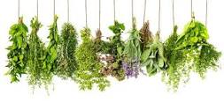 Herbal Plants for Medicine